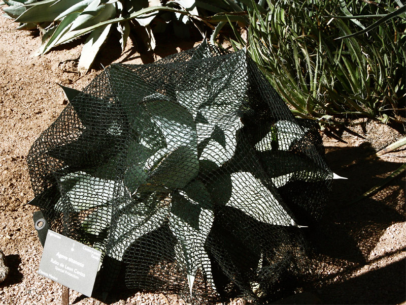 Agave with shade cloth