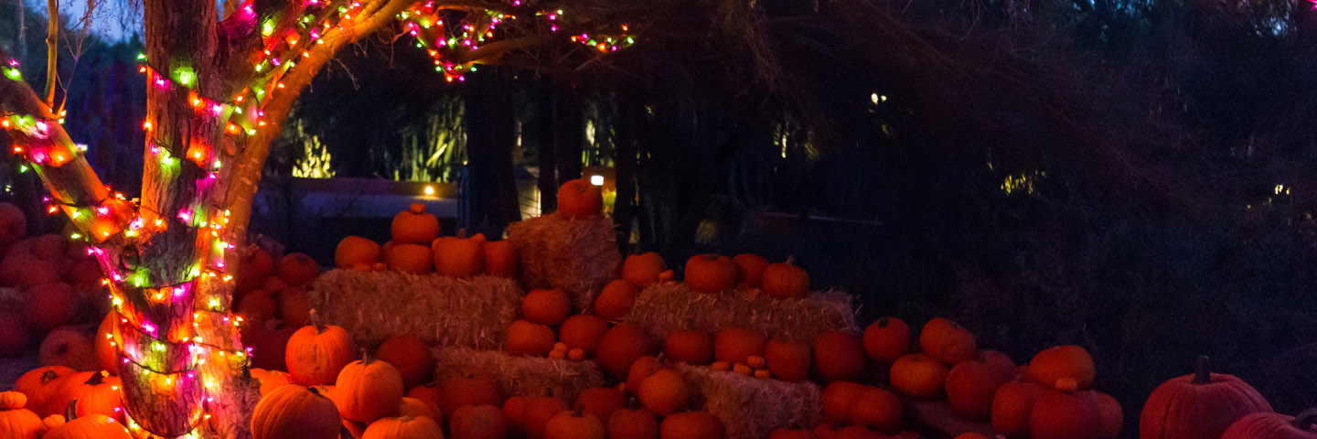 Pumpkins at Boo-tanical Nights