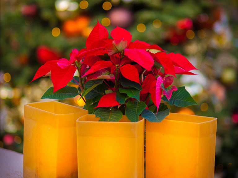 Las Noches de las Luminarias | Through The Years