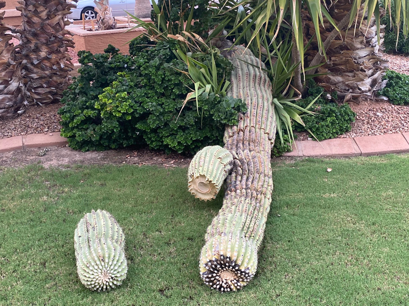 Saguaros Struggle Through “Nonsoon”