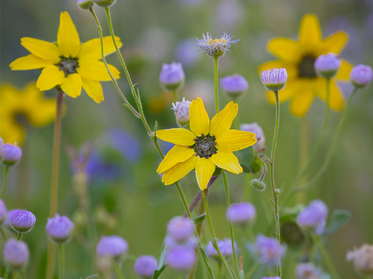 Spreading Wildflower Cheer
