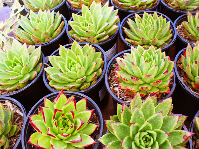 Succulents for sale at the fall plant sale