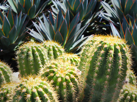 Desert Botanical Garden In Phoenix Arizona