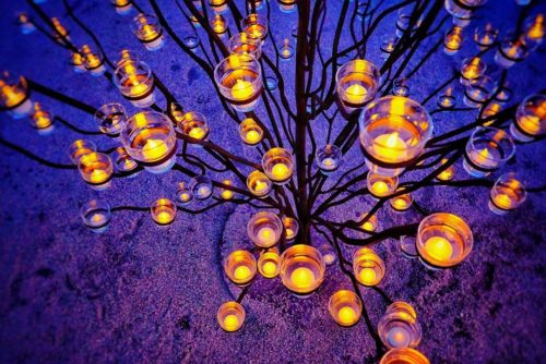 Árbol de velas en Desert Botanical Garden Luminaria