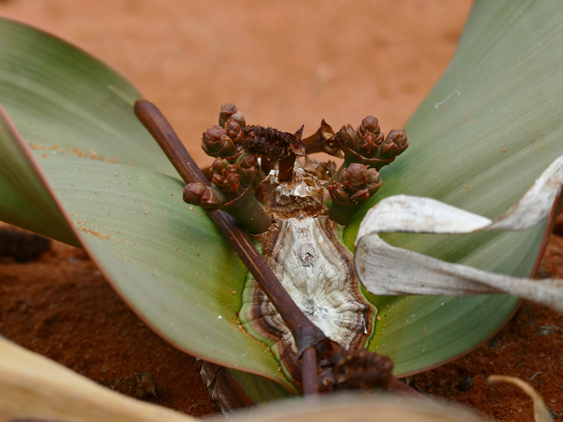 Welwitschia africana