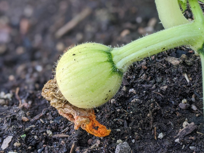 A Gourd-geous Fall Harvest