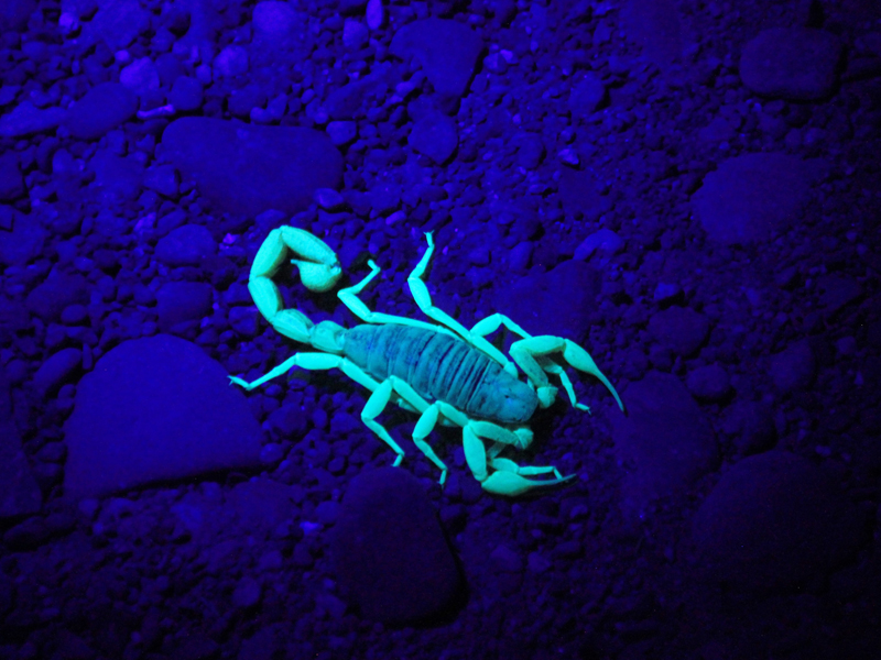 Scorpion under a black light