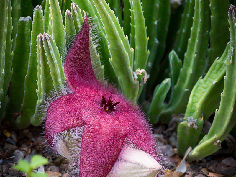 Plantas espeluznantes