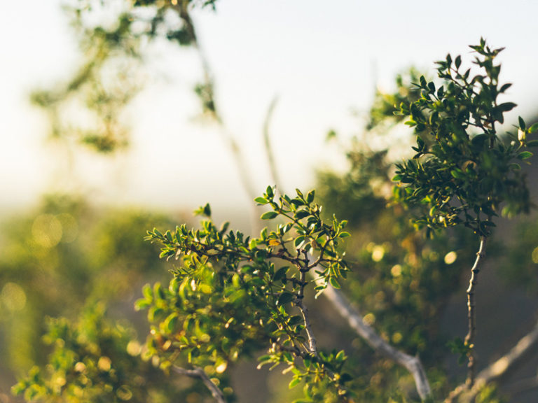 National Take a Hike Day | Leave No Trace