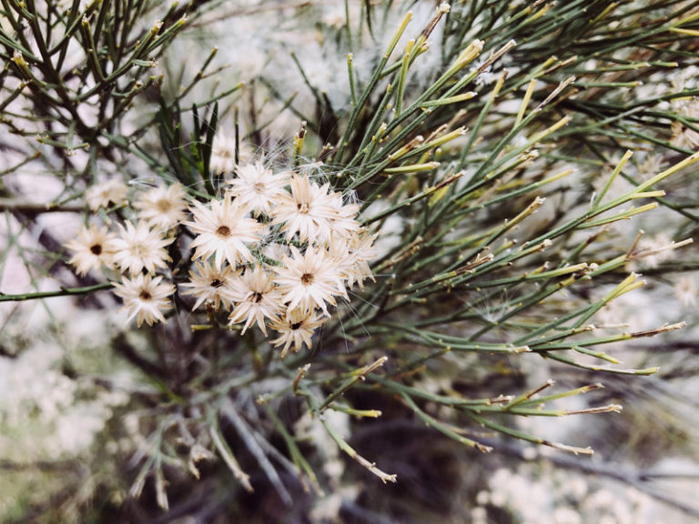 November EcoQuest Challenge | Broom Bloom