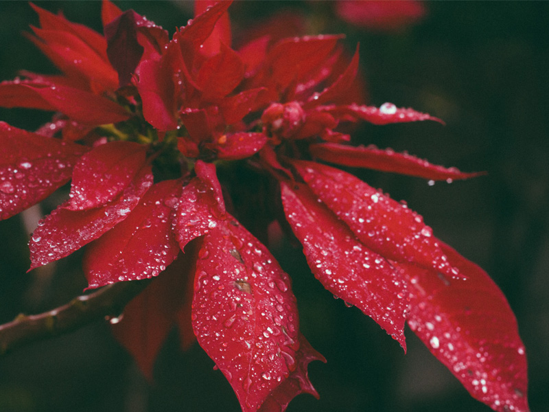 Red poinsettia with water droplets