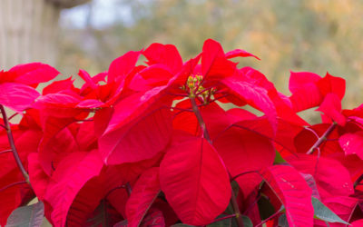 Poinsettias | A Holiday Icon