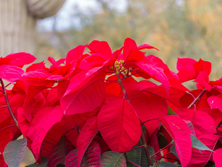 Poinsettias | A Holiday Icon