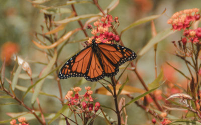 Too Hot, Even for Monarchs