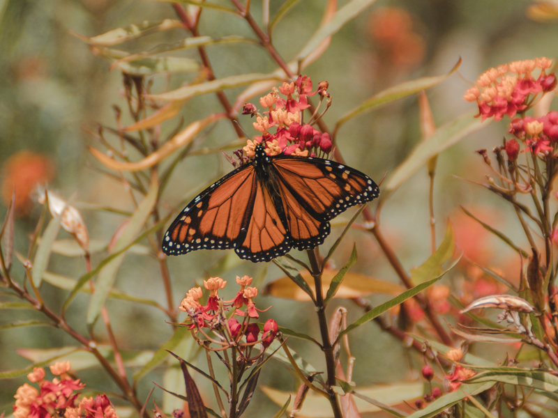 Too Hot, Even for Monarchs