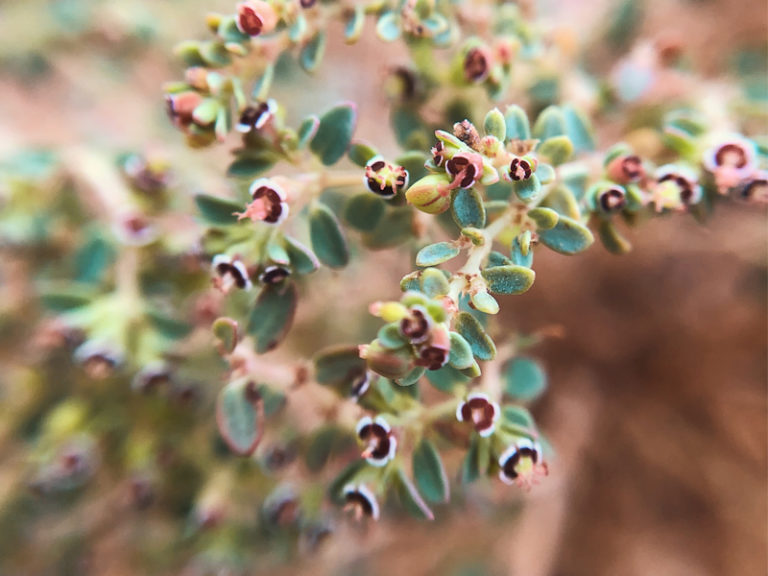 December Ecoflora Challenge | Spot Spurge