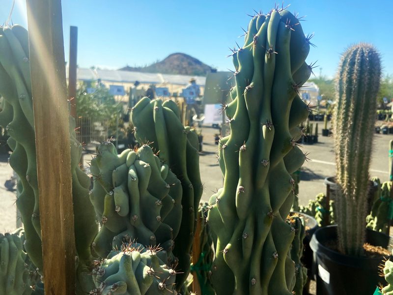 Cactus en la venta de plantas de primavera