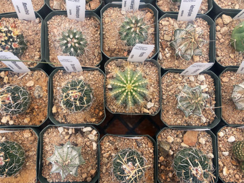 Cactus at the Spring Plant Sale