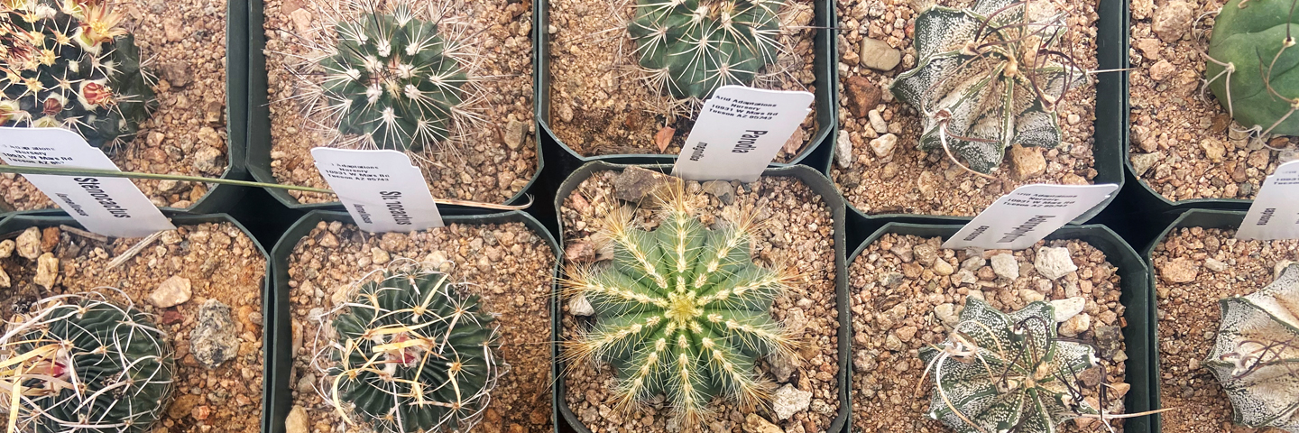 Cactus en la venta de plantas de primavera