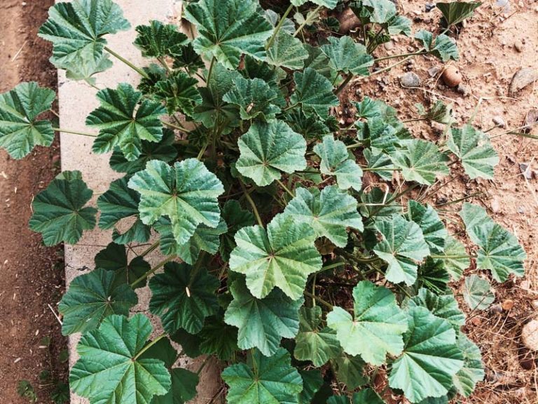 January Ecoflora Challenge | Seize the Cheese