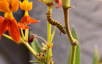 February Ecoflora Challenge | Monarchs, Milkweed and Mystery