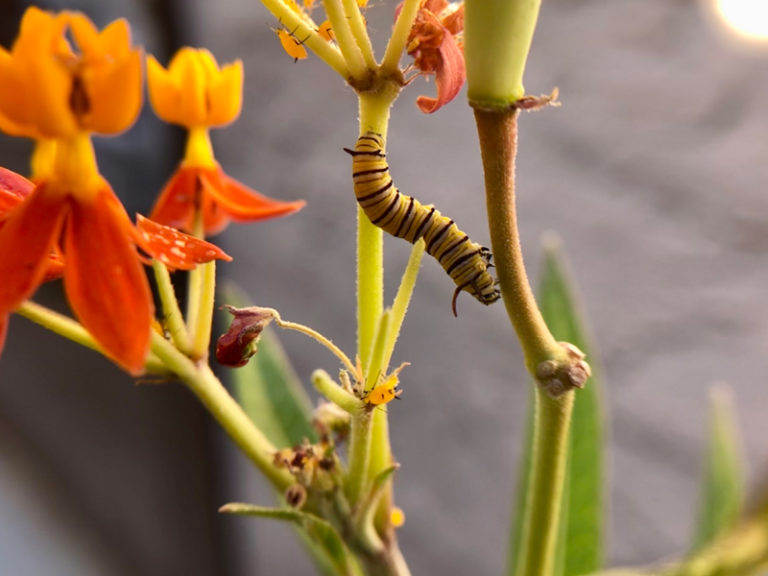 February Ecoflora Challenge | Monarchs, Milkweed and Mystery