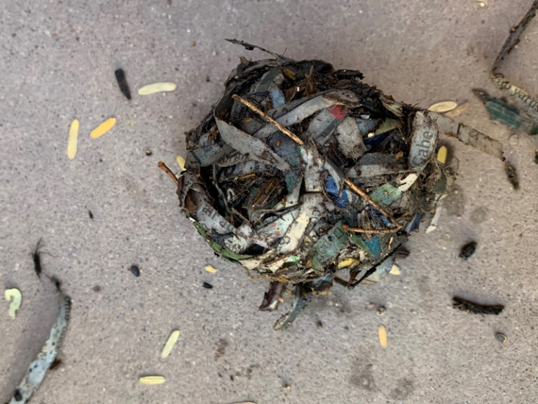 Activity | Seed Ball