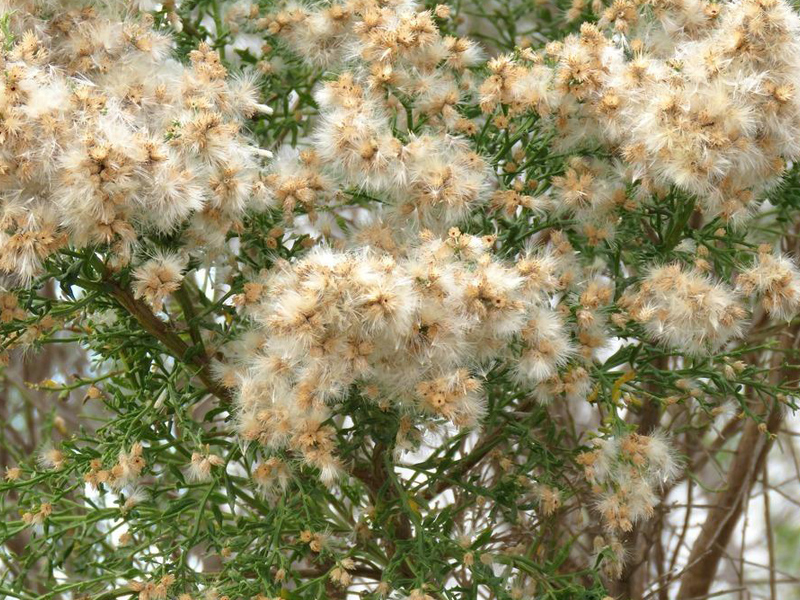 Tumbleweed, Deserts, Invasive Species, Wind Dispersal