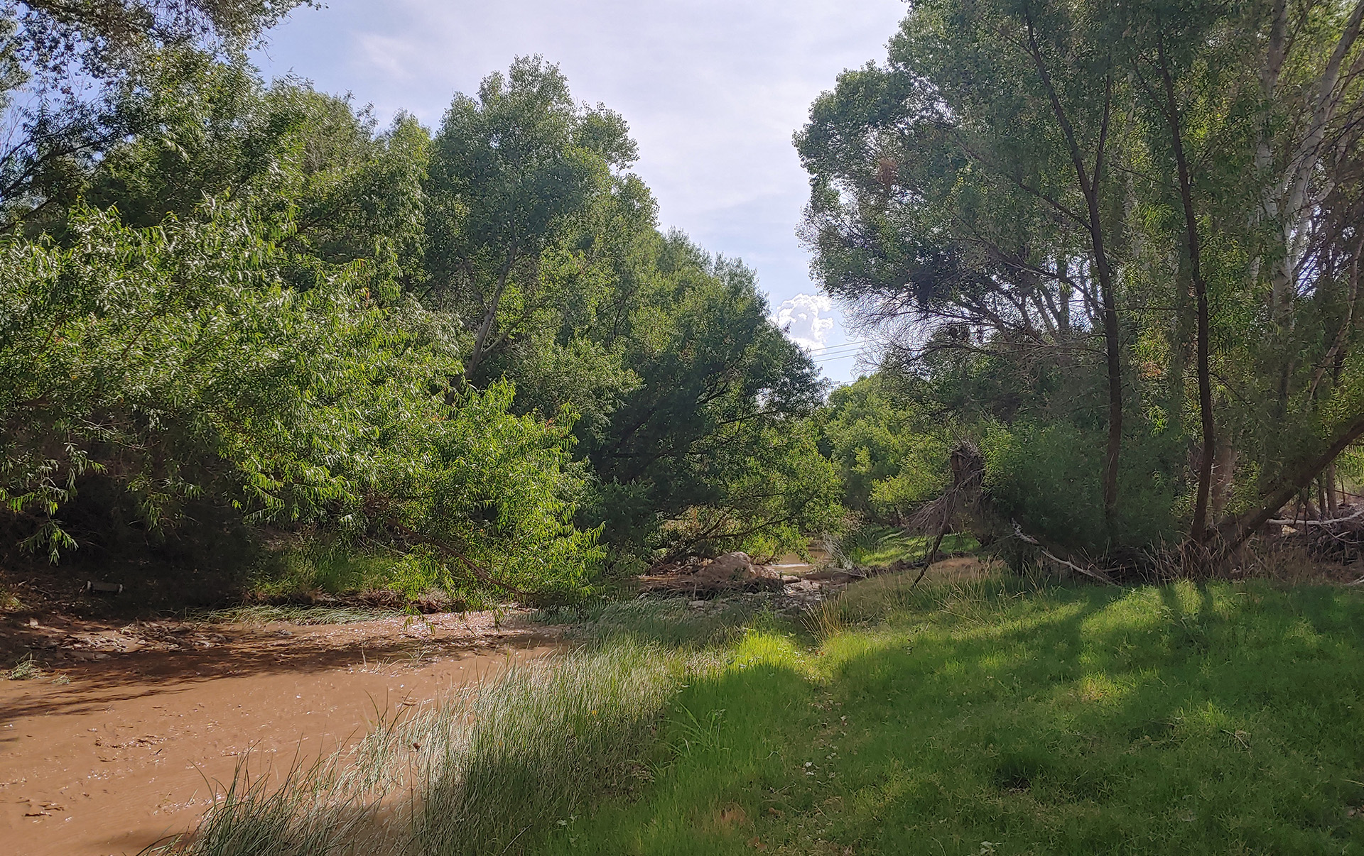 Tree ecophysiology in dryland riparian ecosystems