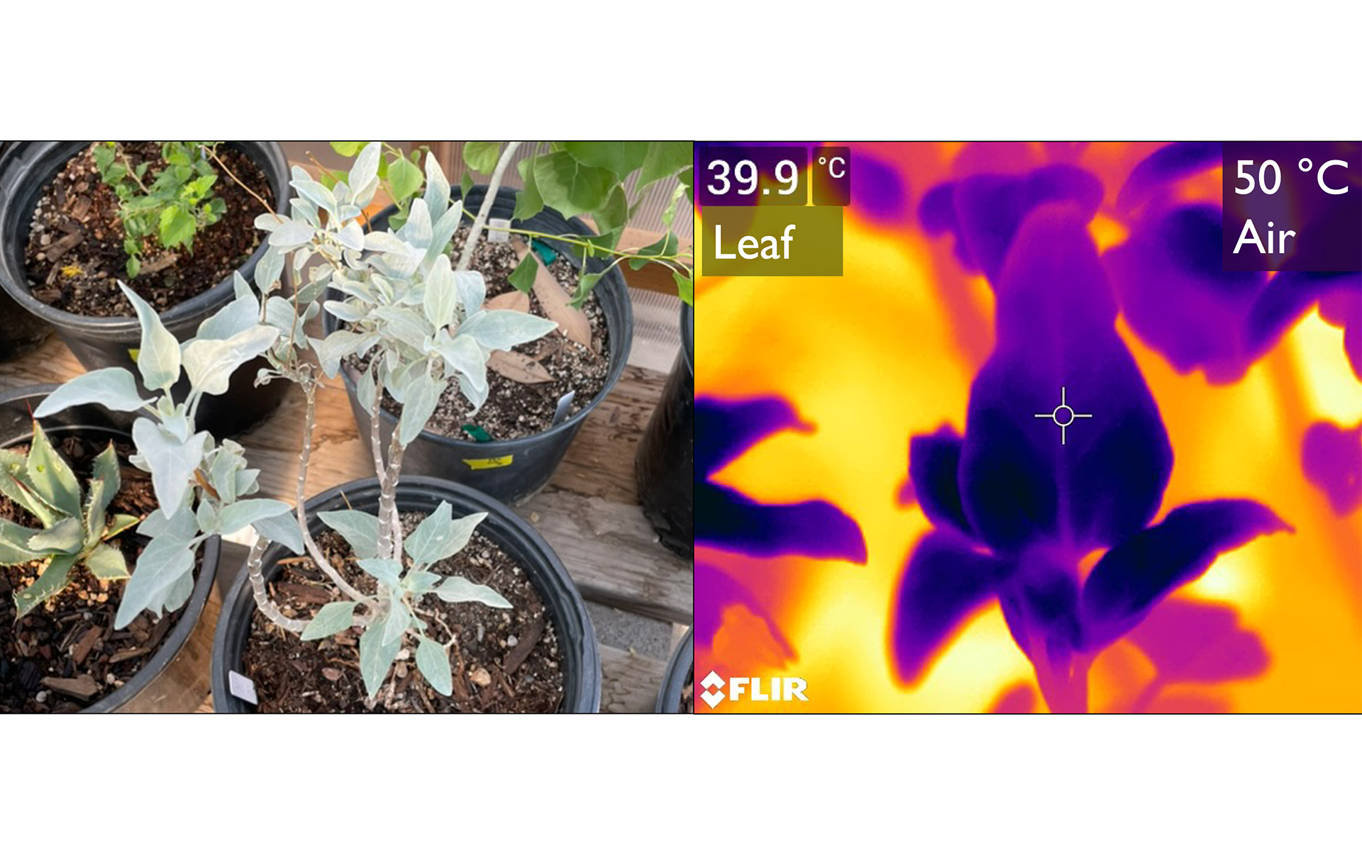 Plant responses to heat stress