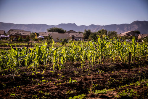 Tallos de maíz creciendo en espacios de oportunidad