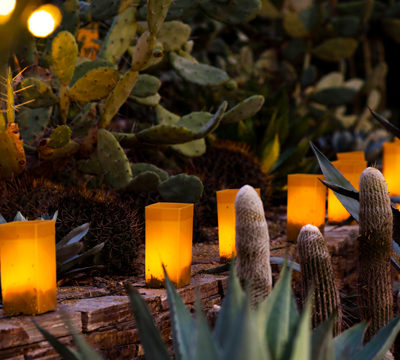 Luminarias on Display at Desert Botanical Garden