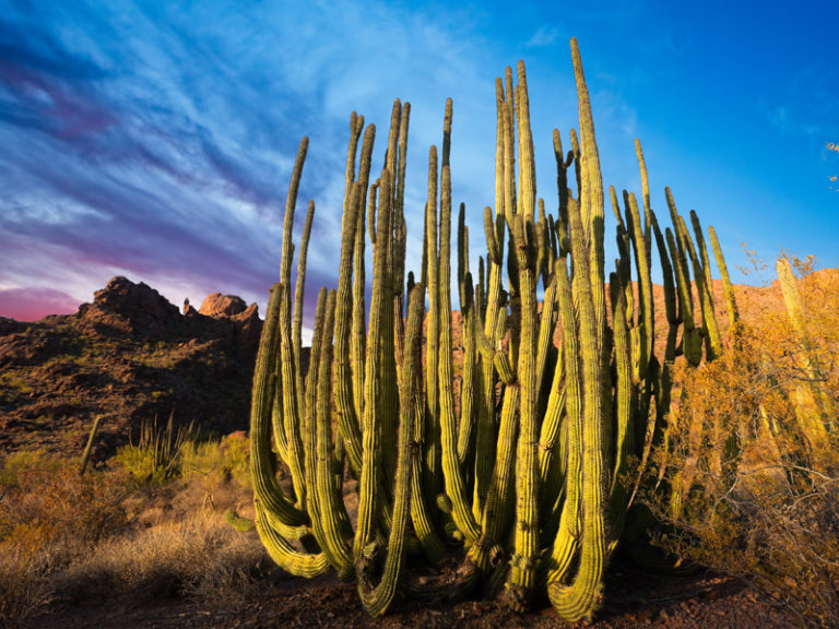 The Garden’s Love for Arizona