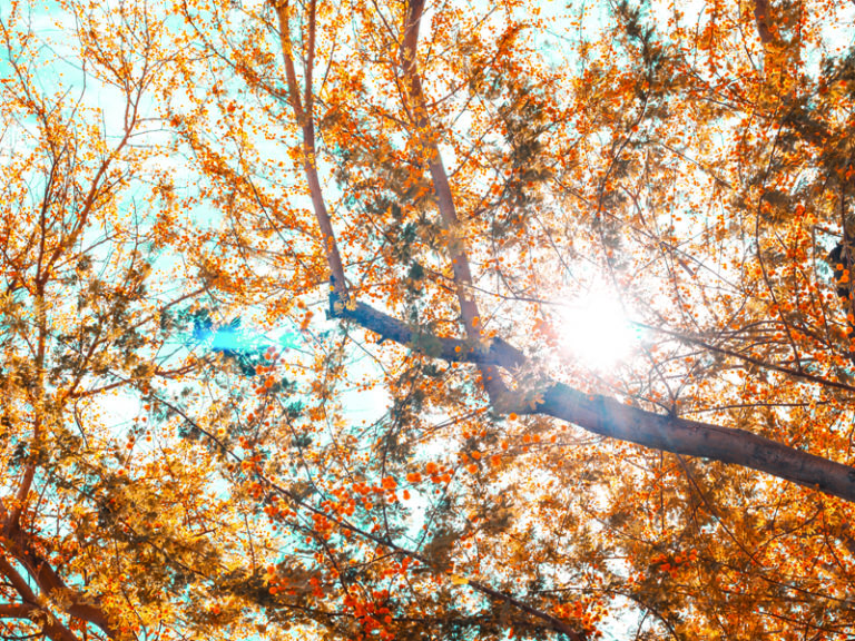 Plant A Tree, Save the Earth