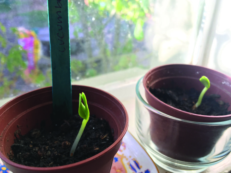 Activity | Fun Edible Garden