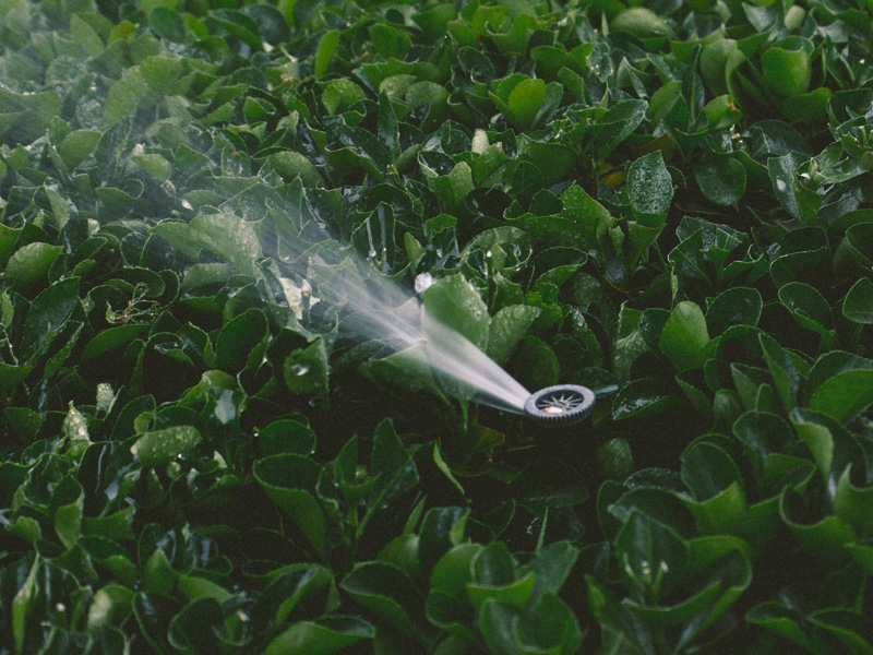 Water sprinkler in use