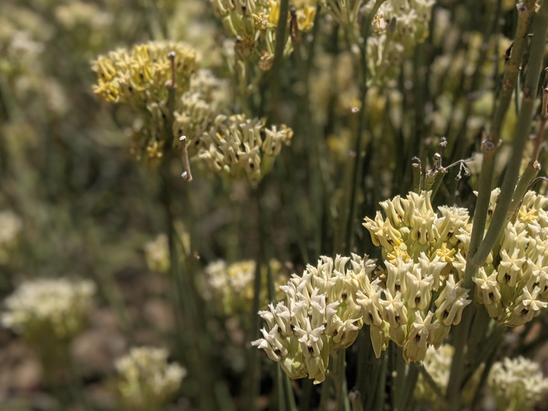 Asclepias subulata – Desert Milkweed