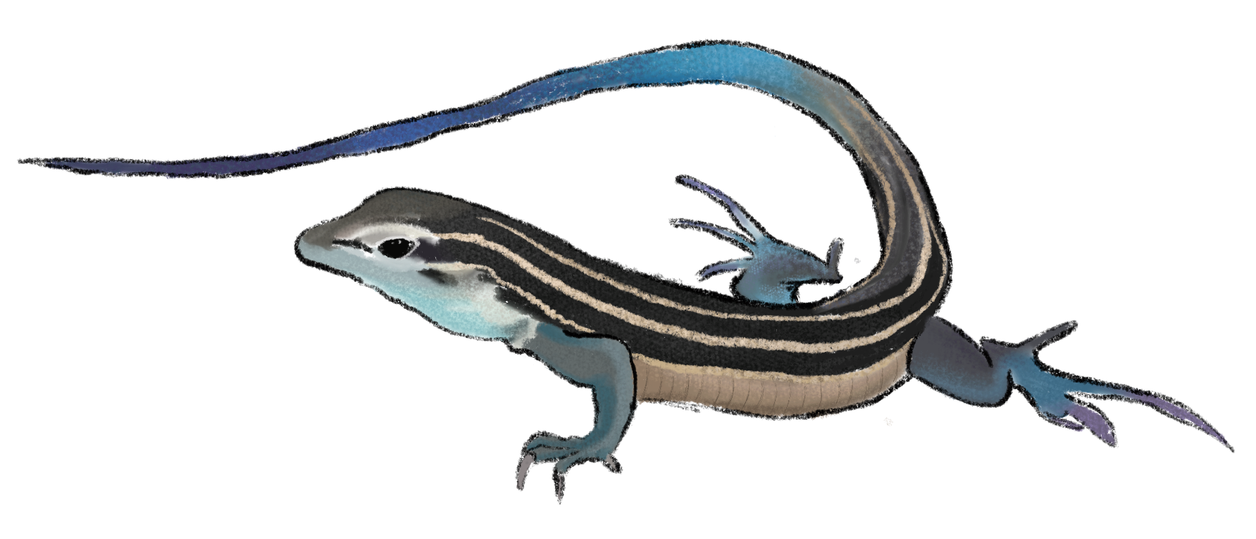 Whiptail Lizard Illustration