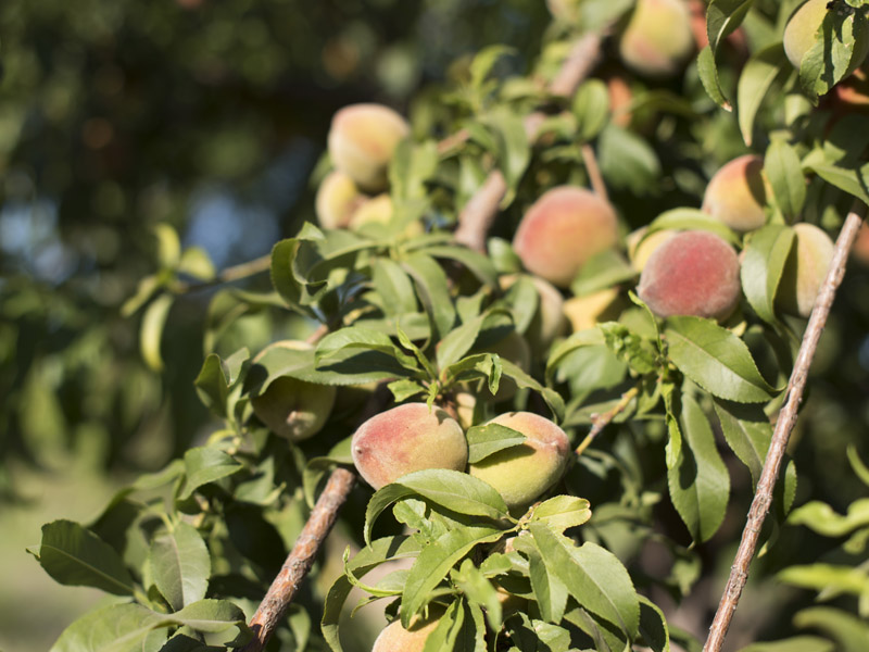 Peaches growing at Spaces of Opportunity