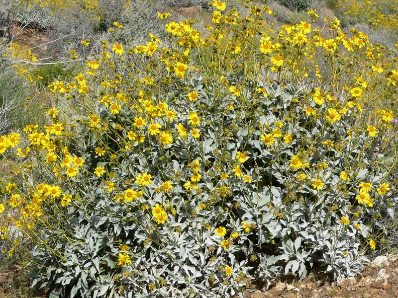 Brittlebush in Bloom