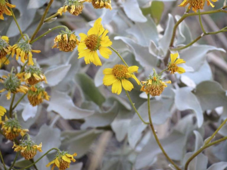 Brittlebush | A Desert Survivor