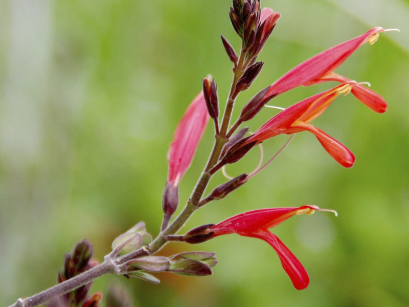 Chuparosa | A Plant for Every Season