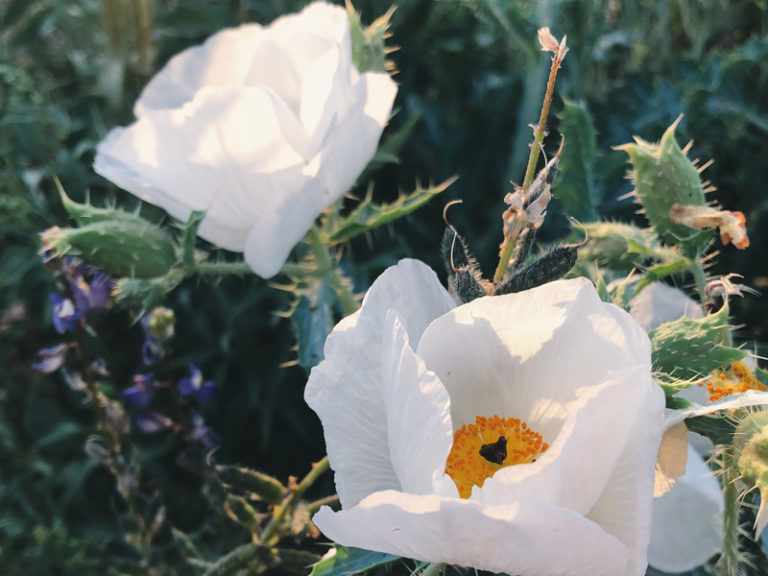 March Ecoflora Challenge | Wildflower Wonders