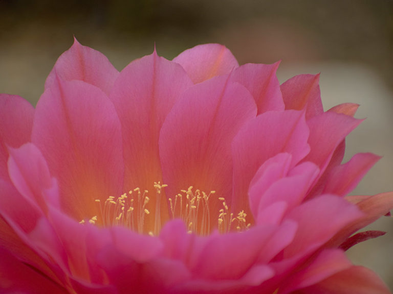 Feminine Nature