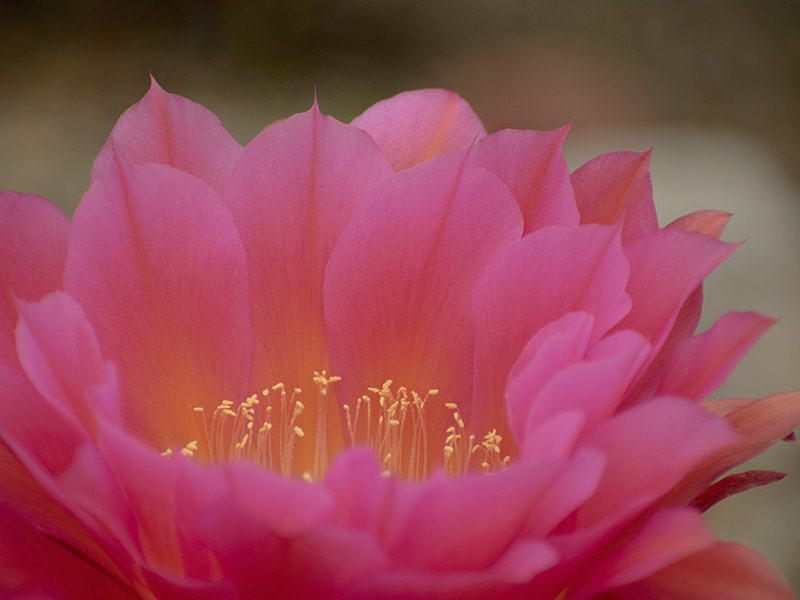 Flor de cactus rosa