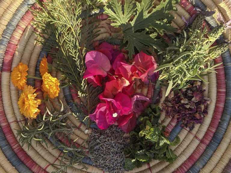 Activity | Plant Potions