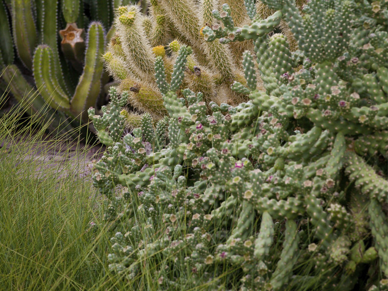 Capas de cactus verde