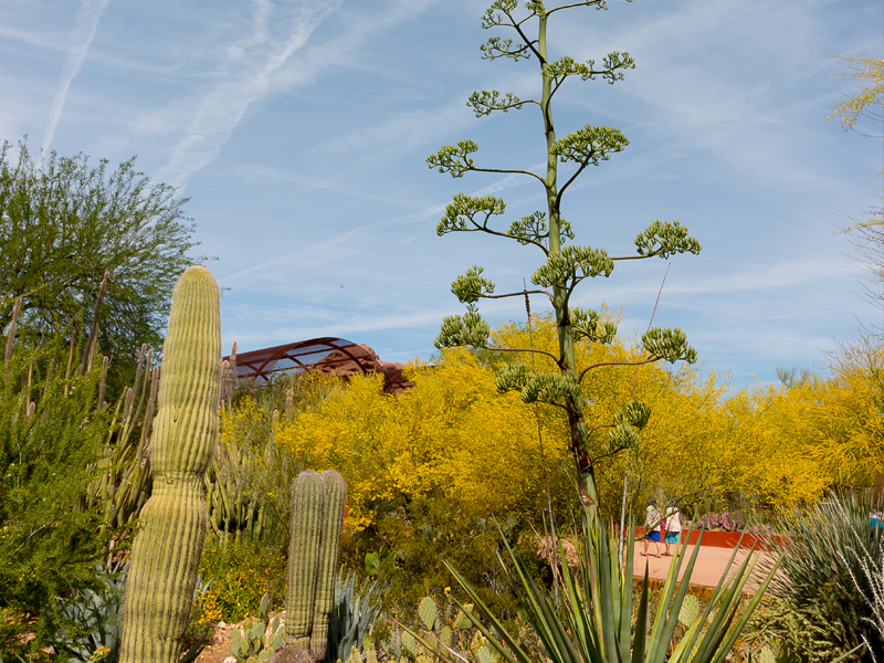 Blooming Agave Stalk