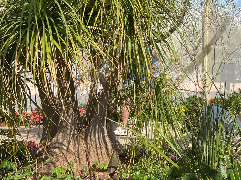 Ponytail Palm at Desert Botanical Garden