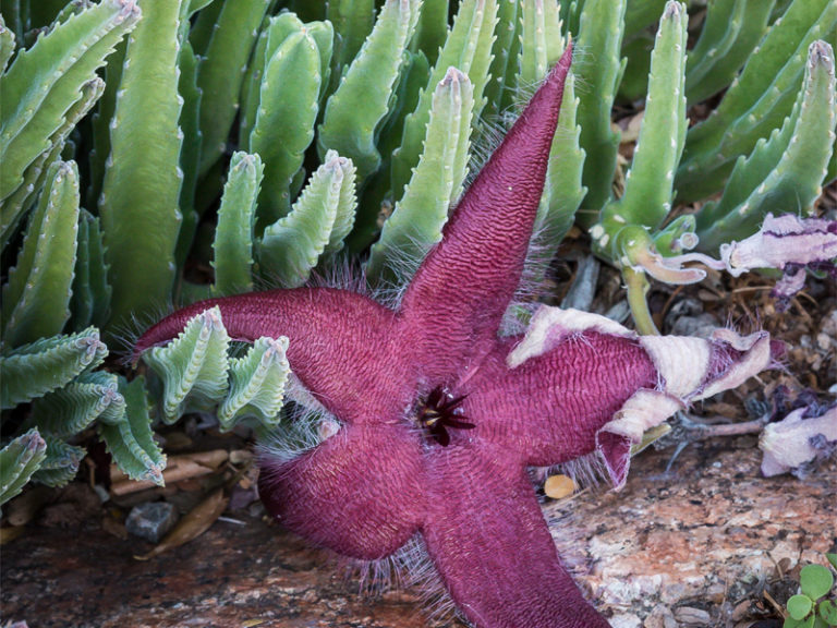 Activity | Wild & Unusual Plants
